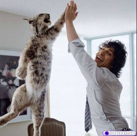 Andy Samberg high-fiving a huge cat. I love this. John Nettles, The Lonely Island, Lonely Island, Hi Five, Shia Labeouf, Andy Samberg, Brooklyn 99, Brooklyn Nine Nine, High Five