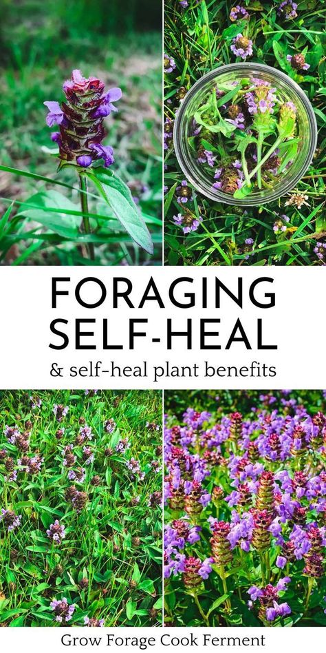 Jul 22, 2022 - Self-heal is a common herb, a highly nutritious edible plant, and a medicinal powerhouse that is also known as heal-all or woundwort. Foraging For Beginners, Plant Uses, Medicinal Herbs Remedies, Medicinal Wild Plants, Food Foraging, Wild Foraging, Herbal Medicine Recipes, Wild Food Foraging, Herbal Remedies Recipes