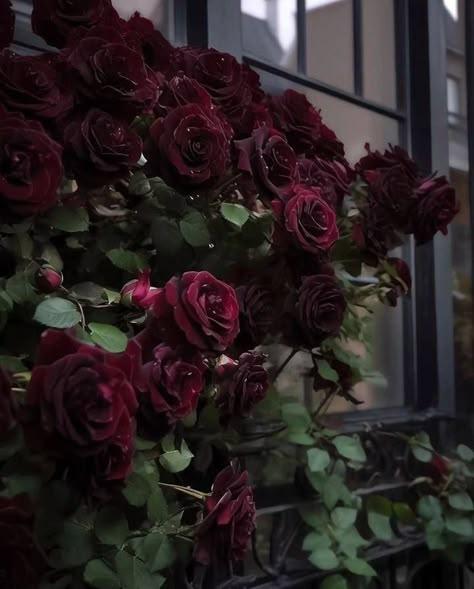 Burgundy Flowers Aesthetic, Tomb Aesthetic, Caitlyn Core, Crimson Flowers Aesthetic, Rose Flower Aesthetic Dark, Dark Rose Garden Aesthetic, Black Baccara, Red Rose Dark Aesthetic, Photo Icon