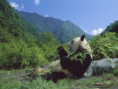 Giant Panda Eating Bamboo, Wolong Nature Reserve, Sichuan, China Panda Habitat, Sichuan China, Panda Lindo, Panda Gifts, Panda Love, Giant Panda, Chengdu, Endangered Species, Cute Panda