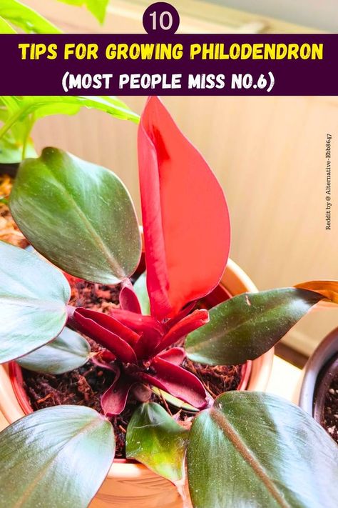 "10 Tips For Growing Philodendron, Philodendron care tips, Indoor 
Philodendron care, Philodendron plant care, Philodendron watering tips, 
Philodendron propagation guide, Philodendron pruning techniques, 
Philodendron soil requirements, Philodendron sunlight needs, Philodendron 
fertilization tips." Philodendron Care, Philodendron Plant, Inside Plants, Management Strategies, Pest Management, Indoor Gardening, In Water, House Plants, Need To Know