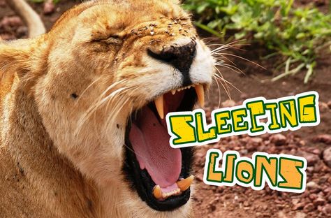 'Sleeping Lions' Game • MinistryArk Kids Church Games, Lions For Kids, Animals In The Bible, Vbs Games, Elementary Games, Circle Time Games, Daniel In The Lion's Den, Lion Games, Daniel And The Lions