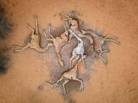 Six dead giraffes: Kenya drought horror captured in single picture | Kenya | The Guardian Apocalyptic Movies, Dead Animals, Stuck In The Mud, Giraffes, Change The World, The Guardian, Kenya, Ram, Photographer