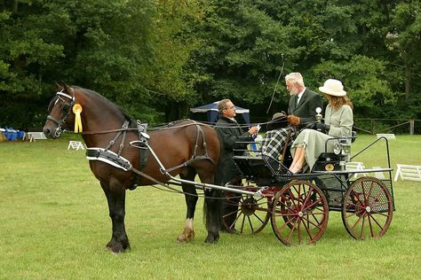 10 Best Driving Horse Breeds for Pulling a Carriage Horse Driving, Welsh Ponies, Hackney Horse, Welsh Pony And Cob, Highland Pony, Pull Wagon, Carriage Driving, Welsh Pony, Harness Racing