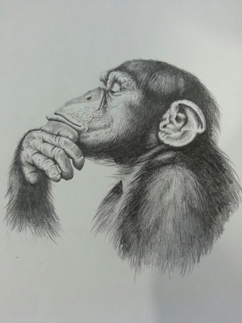 Drawings Of Animals, Easy Pencil Drawings, Monkey Drawing, Monkey Tattoos, Pencil Drawings Of Animals, The Thinker, Realistic Pencil Drawings, Animal Drawings Sketches, Monkey Art