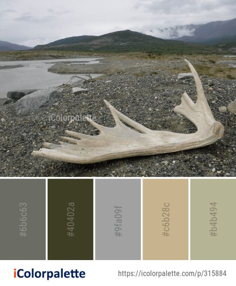 Color Palette Ideas from Tundra Wood Antler Image Tundra Color Palette, Wood Color Palette, Color Palette Theme, Arctic Tundra, Color Palette Ideas, Palette Ideas, Colour Inspiration, Basement Ideas, Wood Color