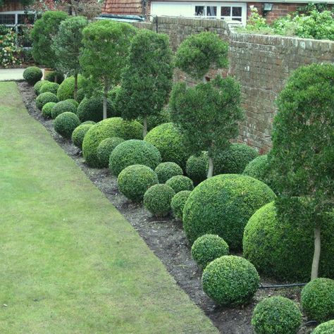 Boxwood Landscaping, Buxus Sempervirens, Boxwood Garden, Architectural Plants, Garden Hedges, Front Garden Landscape, Topiary Garden, Front Garden Design, Back Garden Design