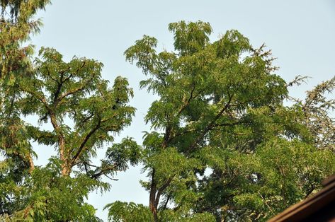 Black Locust Tree, Honey Locust Tree, Locust Tree, Orchard Tree, Honey Locust, Tree Garden, Tree Farm, Nature Plants, Garden Trees