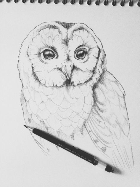 Cute Owl Sketch, Owl Head Drawing, Tiger Art Drawing, Owl Drawing Simple, Owl Sketch, Drawing Bird, Skeleton Drawings, Owl Artwork, Owls Drawing