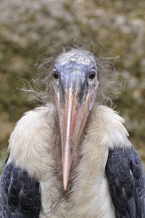 Marabou Stork Marabou Stork, Weird Birds, Bird People, Interesting Animals, Funny Animal Memes, Weird Animals, Little Birds, Creature Design, Animal Memes