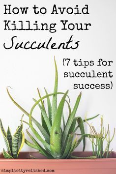 Are you always killing your indoor plants? As it turns out, succulents are not as low-maintenance as they might seem, but you CAN keep them alive! #succulents #tips #gardening Growing Succulents, Succulent Gardening, Indoor Gardens, Succulent Care, Indoor Gardening, Cactus Y Suculentas, Flowers Garden, Succulents Garden, Cacti And Succulents