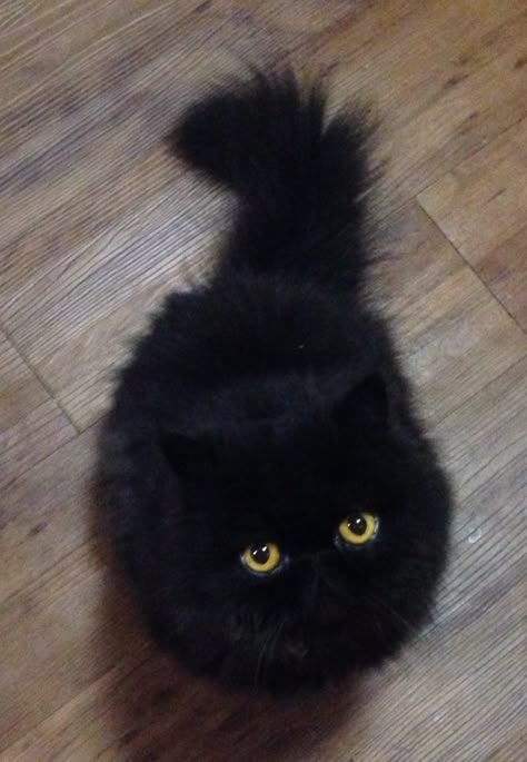 Black Persian Kitten, Black Persian Cat Aesthetic, Persian Black Cat, Black Persian Cat, Persian Cat Doll Face, Persian Kitty, Photos Animals, Cats Black, Persian Cats