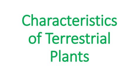 Characteristics of terrestrial plants Terrestrial Plants, Grassland Habitat, Rainforest Habitat, Underwater Plants, Forest Plants, Water Bodies, How To Grow Taller, Desert Plants, Tropical Rainforest