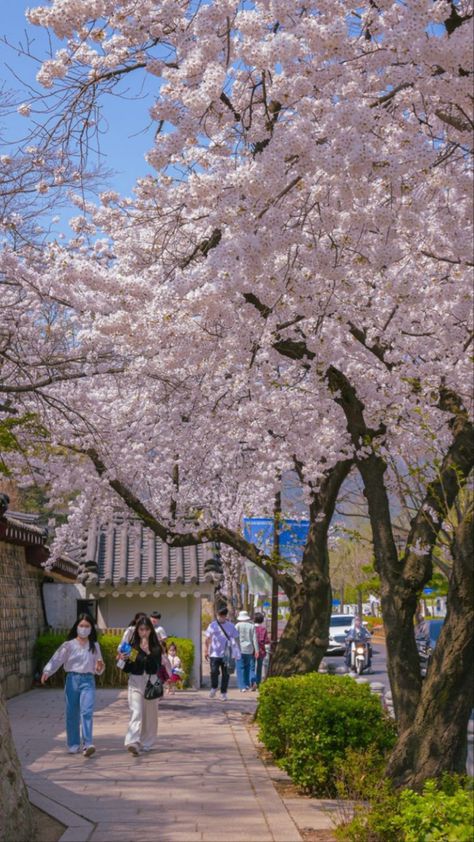 #seoul Blossom Trees, Seoul, South Korea, Blossom, Snacks, Japan, Drinks, Quick Saves, Nature