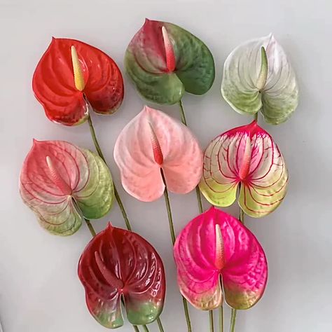 Anthurium Colors, Anthurium Painting, Anthurium Wedding, Pink Anthurium, Rockery Garden, Anthurium Plant, Anthurium Flower, Flower Identification, Flower 3d