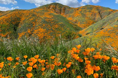 Photo by Shutterstock The poppy bloom in Walker Canyon is so popular that authorities have had to restrict the crowds.  The poppies are blooming—and the crowds are booming. As the wildflower super bloom spreads across the state, authorities in Lake Elsinore were forced to close public access to the town’s poppy fields on Sunday after a massive traffic jam developed. Located about a 90-minute drive from both Los Angeles and San Diego, Lake Elsinore is a town of 66,000 people. After an extremely Lake Elsinore California, Poppy Images, California Towns, Super Bloom, Poppy Fields, Lake Elsinore, California National Parks, California Poppy, Poppy Field