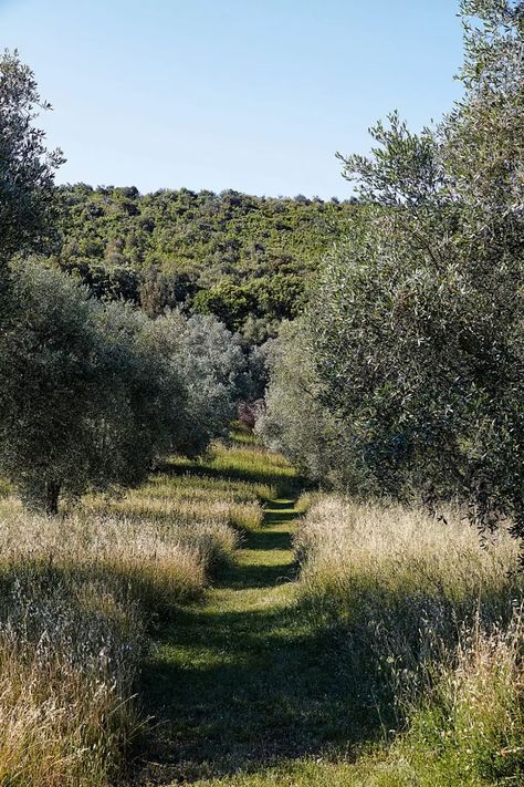 Provence Garden, Tuscan Garden, Woodland Cottage, Tuscan Landscaping, Wild Flower Meadow, Olive Grove, Garden Grove, London House, The Cloisters