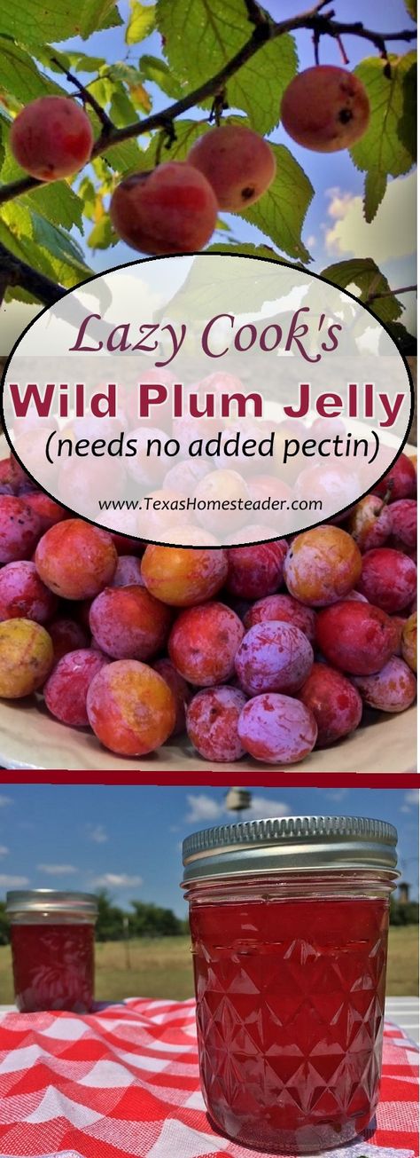 Plum Jelly Recipe How To Make, How To Make Wild Plum Jelly, Canning Wild Plums, Sandhill Plum Jelly Recipe, Wild Plum Jam Recipe Homemade, Red Plum Jelly Recipe, Mexican Plum Jelly, Wild Plum Jelly Recipe Easy, Sand Plum Jam Recipe