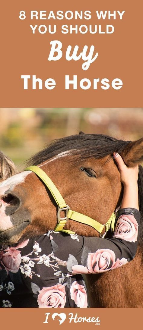 Owning A Horse, Horse Ownership, Buy A Horse, Horse Facts, Horse Riding Tips, Horses Theme, Horseback Rider, Horse Tips, Equestrian Lifestyle