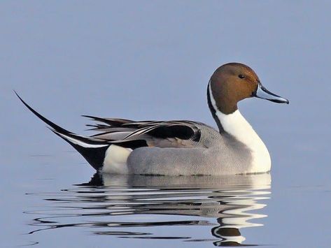 Northern Pintail, Duck Species, Duck Pictures, Duck Photo, Artistic Ideas, Wildlife Pictures, Duck Art, Duck Decoys, Bird Watcher