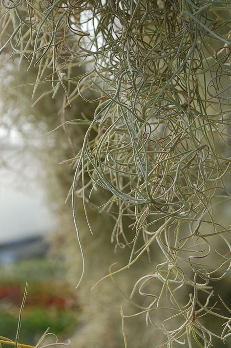 Tillandsia usneoides (Air Plant, Spanish Moss, Old Man’s Beard, Spanish Beard) Old Man's Beard Plant, Old Mans Beard, Elements Of Photography, Tillandsia Usneoides, Lush Rainforest, The Time Has Come, Spanish Moss, Common Names, Growing Indoors