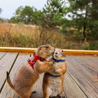 This is Swarley and Bing, leaders of the infamous Prairie Dog Pack (“PDP”). | 23 Pictures Of The Most Adorable Interspecies Family On The Planet Prairie Dogs, Prairie Dog, Curious Creatures, Baby Puppies, Animal Sketches, Dog Drawing, Weird Animals, Animal Tshirt, Funny Animal Pictures