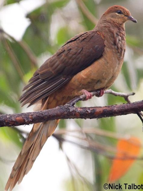 Brown Cuckoo-Dove (Macropygia phasianella) Brown Dove, Pet Pigeon, Pigeon Pictures, Raptors Bird, Dove Pigeon, Dove Bird, Brown Bird, New South Wales Australia, Australian Birds