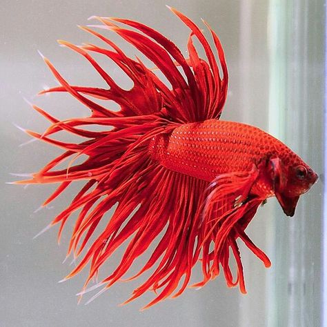 808 Red King CT male from thefishmonger Oscar Fish, Betta Fish Types, Cr7 Wallpapers, Tropical Fish Aquarium, Red King, Betta Fish Care, Betta Fish Tank, Beta Fish, Freshwater Aquarium Fish