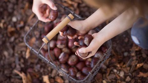 7 Health Benefits of Horse Chestnut Extract Horse Chestnut Benefits, Buckeye Tree, Varicose Veins Causes, Native Plant Landscape, Vein Health, Horse Chestnut Trees, Horse Chestnut, Chestnut Horse, Green Fruit