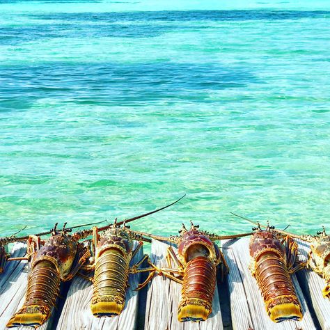 Hopkins Belize, Lobster Fest, Dreams Resorts, Dream Beach, Beach Resort, Beach Resorts, Belize, This Year, Take A