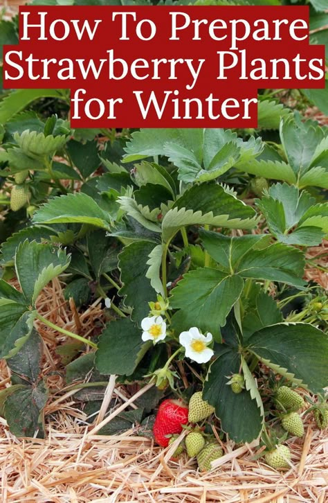 Potted Strawberry Plants, How To Plant Bulbs, Garden Pergolas, Plantarea Legumelor, Winter Display, Strawberry Garden, Planting Ideas, Strawberry Plants, Garden Help