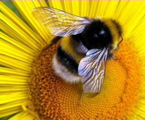 Bee Pics, Insect Reference, Bumblebee Costume, Bumble Bee Costume, Bee Sweet, Bee Pictures, Animales Cute, Bees And Wasps, Petite Tattoos