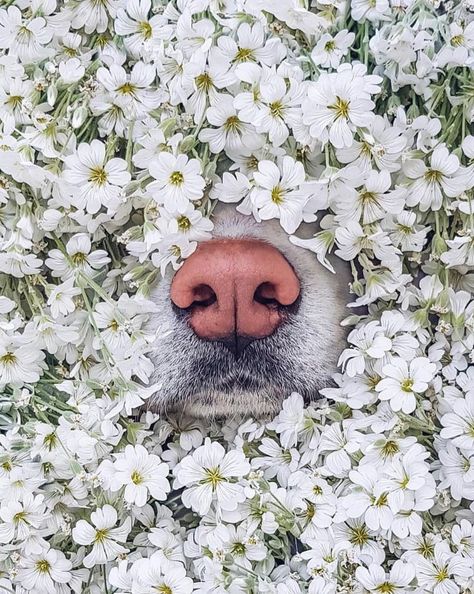 Animal Noses, Dog Photoshoot, Dog Nose, Dog Selfie, Lovely Creatures, Puppy Photos, Old Dogs, Dog Face, Adorable Animals