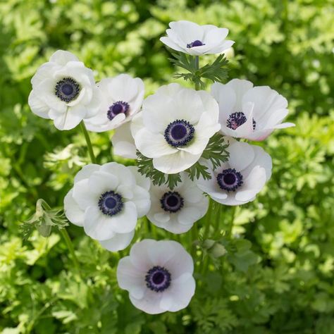 Front Flower Beds, Flower Garden Plans, White Anemone, White Poppy, Flower Farmer, Spring Wedding Flowers, Anemone Flower, Cut Flower Garden, Black And White Flowers