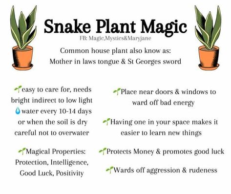 Plant Growing Tips, Common House Plants, Witchy Garden, Snake Plant Care, Mother In Law Tongue, Green Witchcraft, Plant Magic, Snake Plants, Plant Care Houseplant