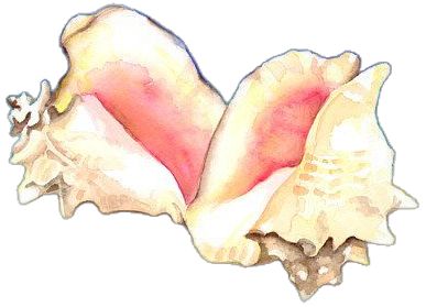 Shell Watercolor, Stickers Single, Water Colouring, Shell Painting, Conch Shells, Seashell Wall Art, Shell Print, Wall Art Coastal, Stickers Png