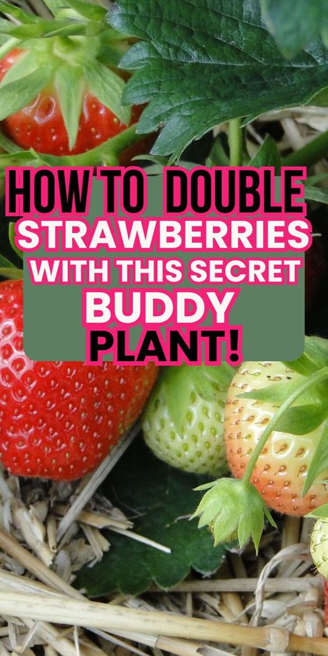 Ready to level up your strawberry game? Learn how to double your harvest with this sneaky companion plant trick! Best Ways To Grow Strawberries, Growing Strawberries In Raised Beds, Best Way To Plant Strawberries, Container Berries, Fruit Guild, Strawberry Garden Ideas, Bucket Gardens, Garden Placement, Planting Asparagus