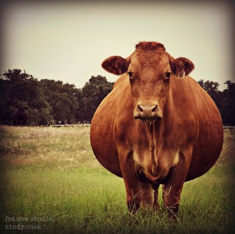 I really do have fat cows! Cow Skincare, Pregnant Animals, Cow Stomach, Fat Cow, Fat Animals, Hereford Cows, Cow Photos, Little Britain, Cow Pictures