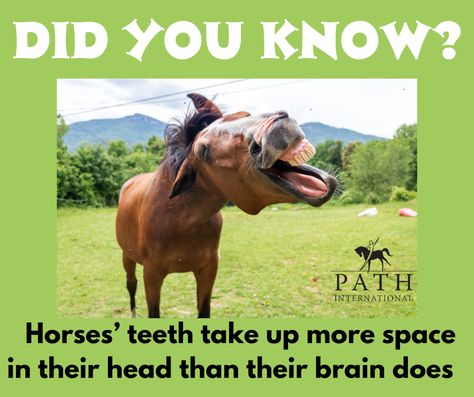 It's #FunFactFriday!  #FunFact #theMoreYouKnow #DidYouKnow #HorseFacts #EquineFacts #equineassistedservices #PATHInternational #Horses Horse Facts, Fun Fact Friday, The More You Know, Fun Fact, Did You Know, Fun Facts, Horses, Quick Saves