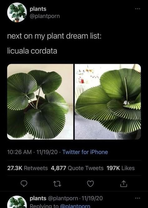 Licuala Cordata, Garden Sitting Area, Bedroom Moody, Twitter For Iphone, Baddie Apartment, Apartment Bedroom Ideas, I Love Plants, Lights Decoration, Plant Care Houseplant