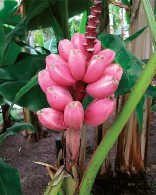 Pink Plants for Fall - FineGardening Pineapple Plant, Banana Seeds, How To Grow Bananas, Pink Banana, Rare Seeds, Banana Fruit, Banana Plants, Pink Plant, Banana Tree