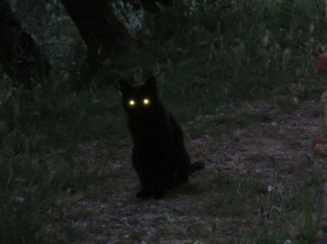 Tumblr Feed, Wow Photo, Glowing Eyes, رعب نفسي, A Black Cat, Witch House, Cat Aesthetic, The Grass, Coraline