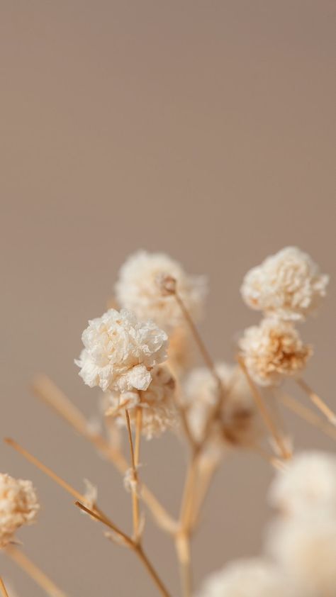 Earth Tone Wallpaper Iphone, Earth Tone Wallpaper, Earth Tones Wallpaper Iphone, Iphone Wallpaper Minimal, Baby Breath Flower, Window Shadow, Wallpaper Minimal, About Earth, Beige Minimalist