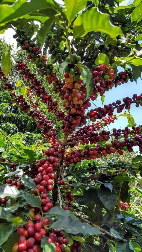 Coffee Roasting Room, Tv Rack Design, Valley Of Flowers, Local Fruit, Bean Plant, Coffee Tree, Coffee Plant, Single Origin Coffee, Plant Aesthetic