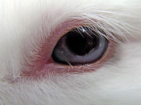 Rabbit Eye Rabbit Eyes, Red Eye Bunny, Rabbit Aesthetic, White Rabbit Red Eyes Aesthetic, Albino Rabbit, Animal Eyes Close Up, Rabbit Creepy, Ugly Cat, Rabbit Sculpture