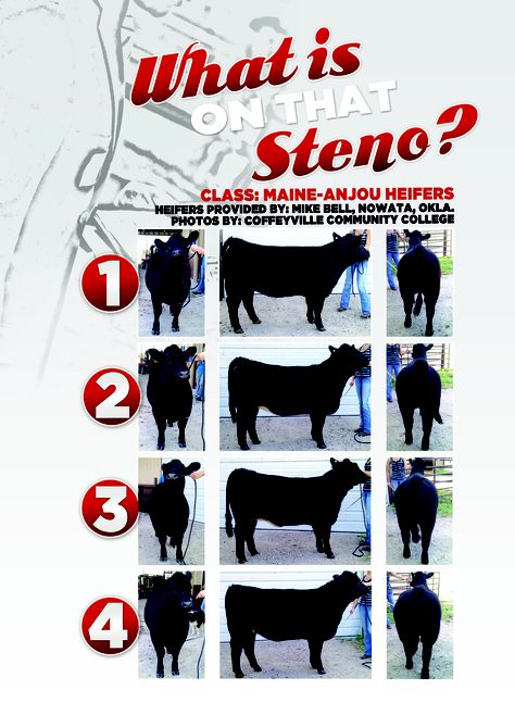 Maine Anjou Heifers from Coffeyville Community College DRIVE Livestock Youth Magazine www.drivelivestock.com #stockshowlife #agproud 4h Livestock, Livestock Showing, Livestock Judging, Livestock Barn, Ag Education, Show Steers, Fall Fair, Ag Teacher, Show Goats