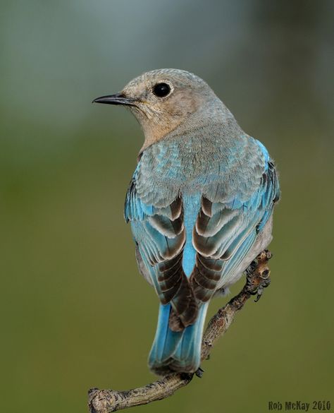 Mountain Blue Bird, Bird Of Prey Tattoo, Mountain Bluebird, Bird Barn, Backyard Birds, All Birds, Exotic Birds, Pretty Birds, Colorful Birds