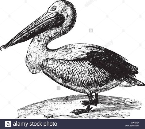 Engraved Illustration, Poor Dog, Engraving Illustration, Medical Illustration, Sea Birds, Animal Crafts, Barbados, Animal Illustration, Natural History