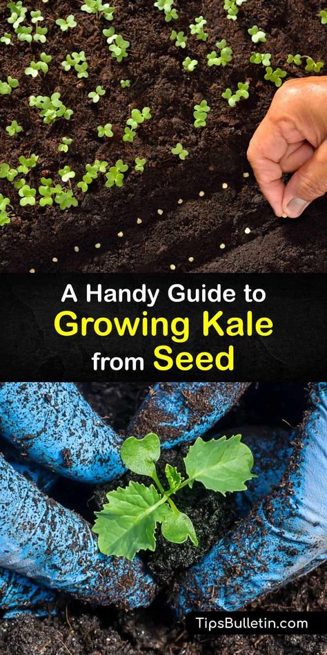 How To Grow Kale From Seed, Growing Kale From Seed, Kale Plant How To Grow, Growing Kale In Containers, Growing Kale Indoors, Planting Kale, Kale Growing, Kale Garden, How To Grow Kale