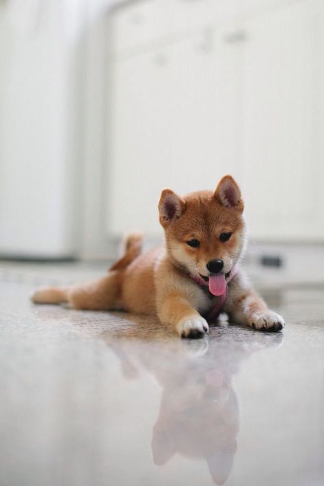 Shiba Puppy Cuteness overload! Shiba Puppy, Shiba Inu Puppy, Shiba Inu Dog, Labrador Retriever Puppies, What Dogs, Yorkshire Terrier Puppies, American Staffordshire Terrier, Poodle Puppy, Staffordshire Terrier